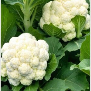 Fresh Cauliflower