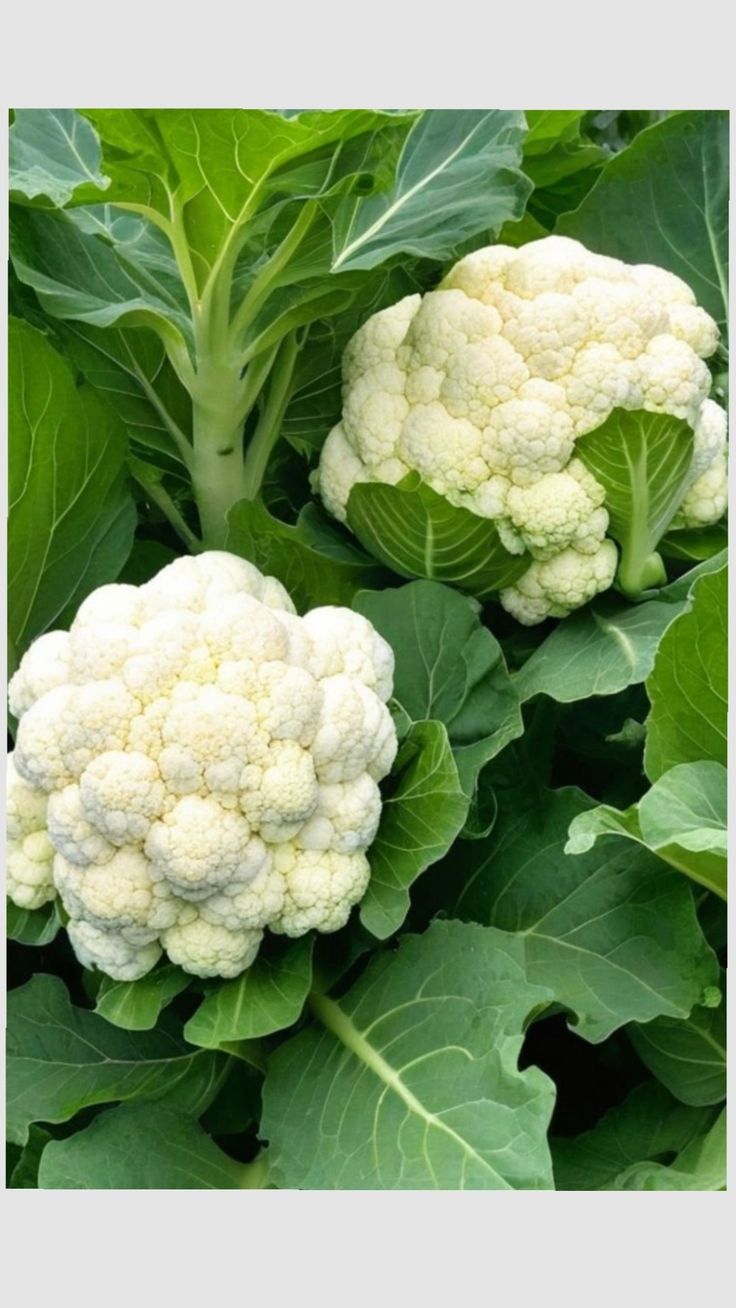 Fresh Cauliflower